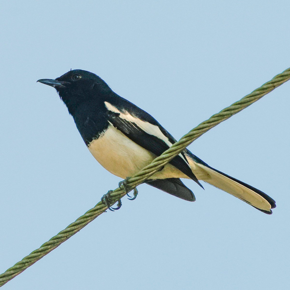 Oriental Magpie-Robin - ML628097084