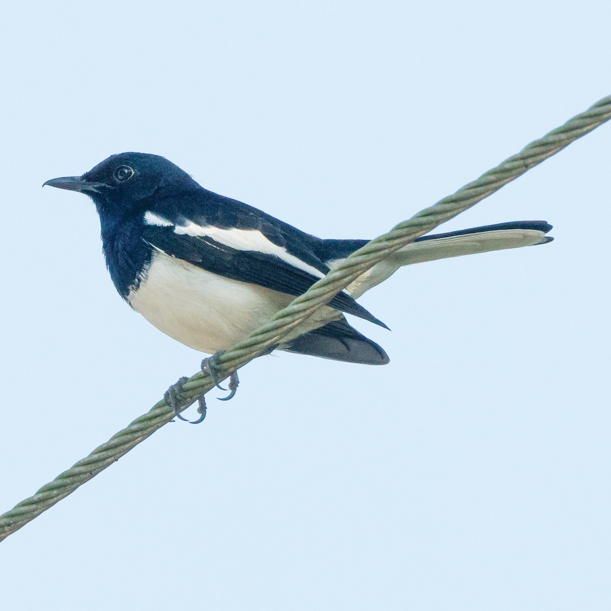 Oriental Magpie-Robin - ML628097085