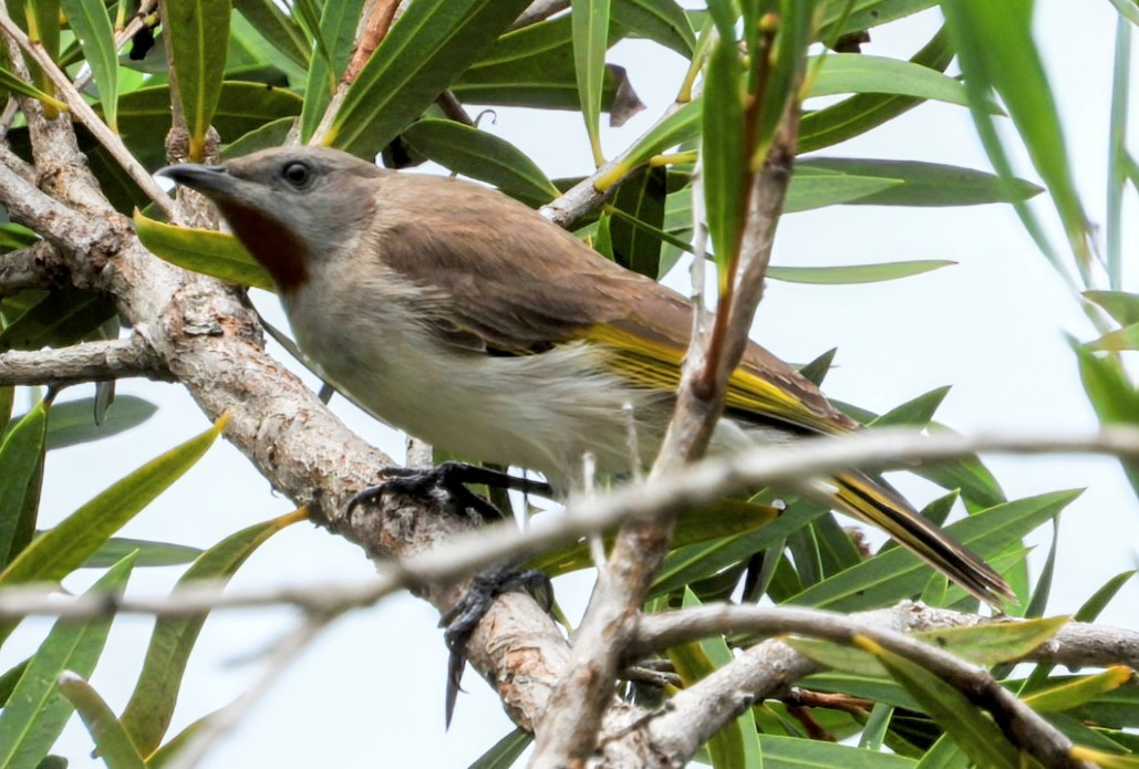 Rufous-throated Honeyeater - ML628097086