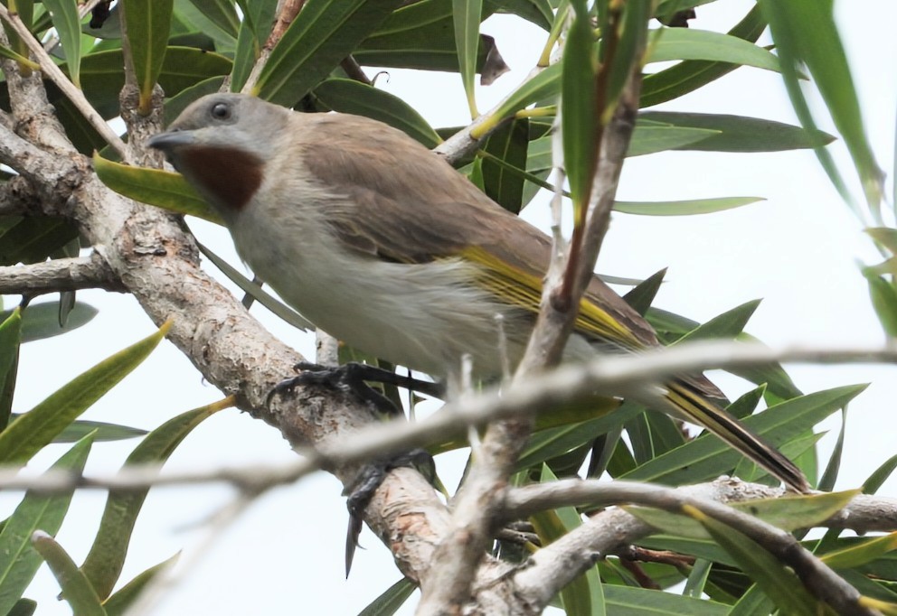 Rufous-throated Honeyeater - ML628097087