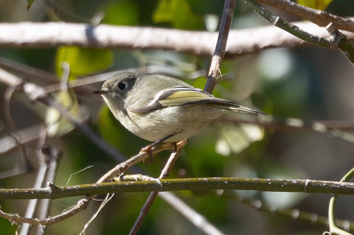 Ruby-crowned Kinglet - ML628097088