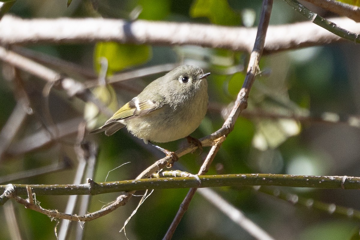 Ruby-crowned Kinglet - ML628097089