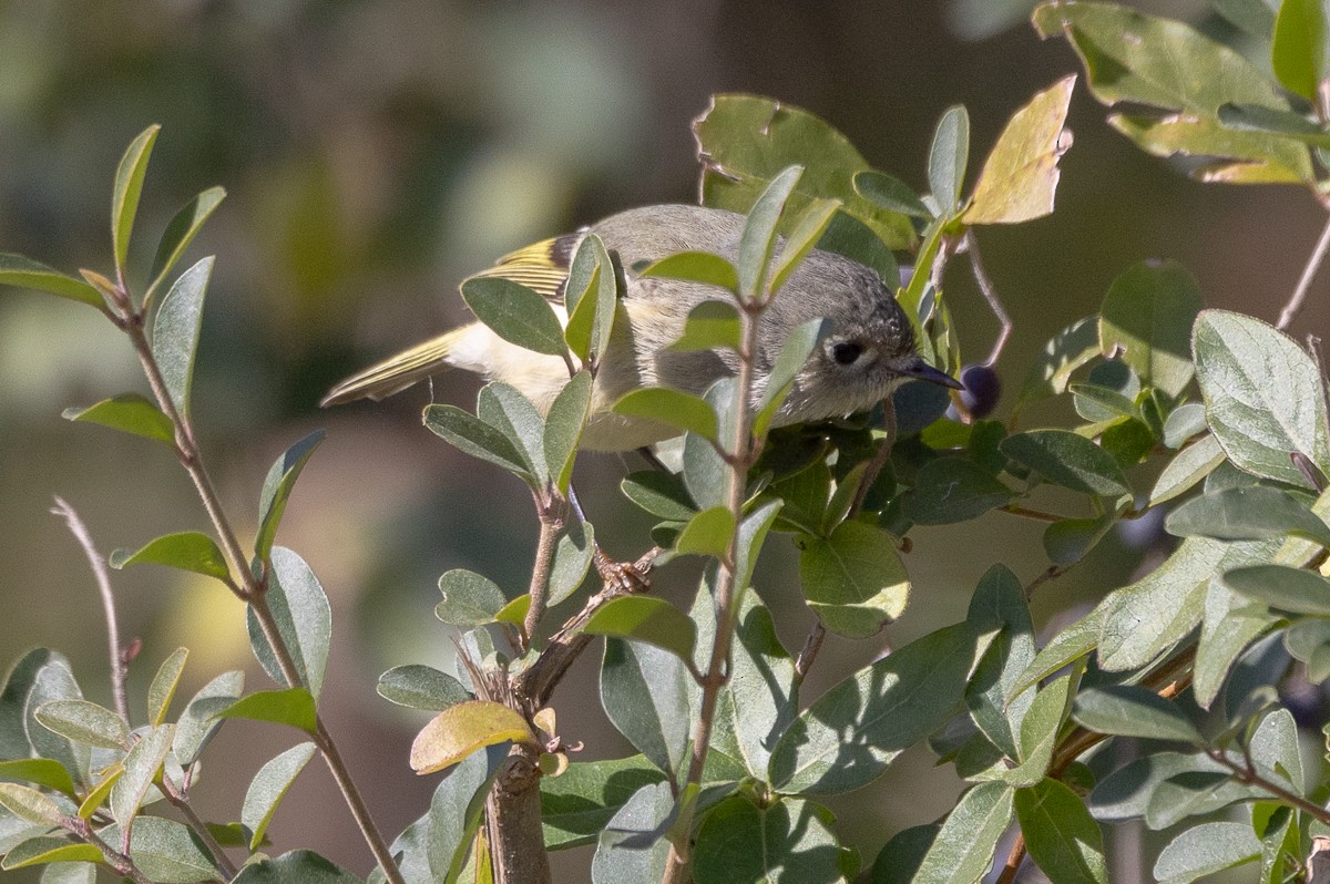 Ruby-crowned Kinglet - ML628097090