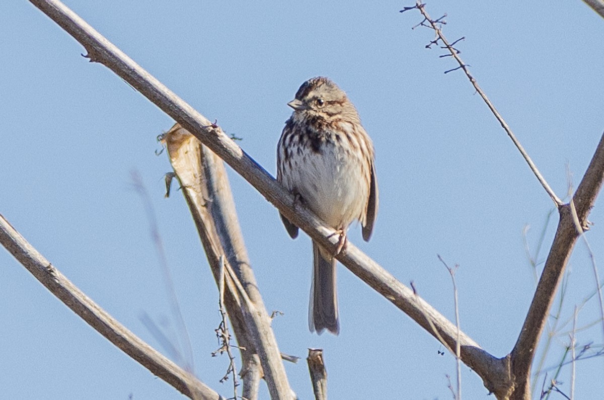 Song Sparrow - ML628097107