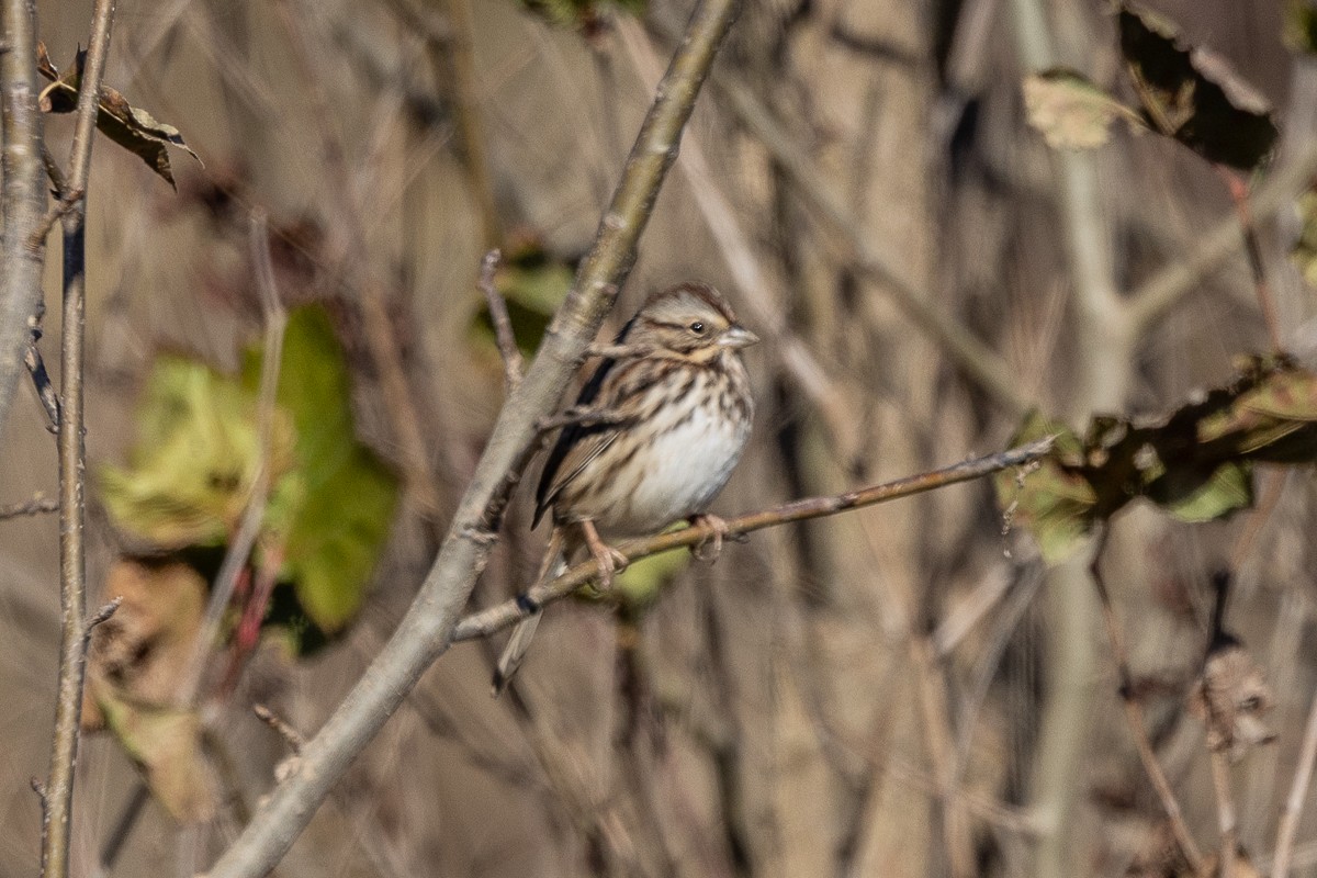 Song Sparrow - ML628097108