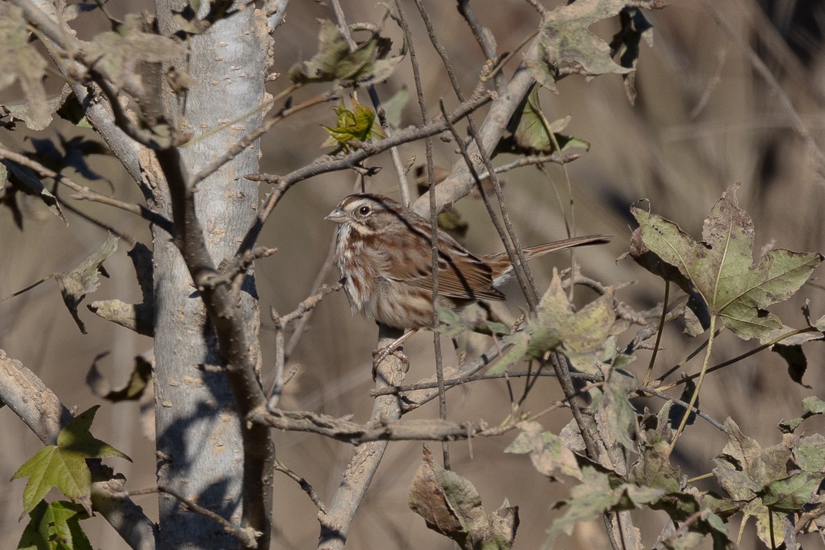 Song Sparrow - ML628097109