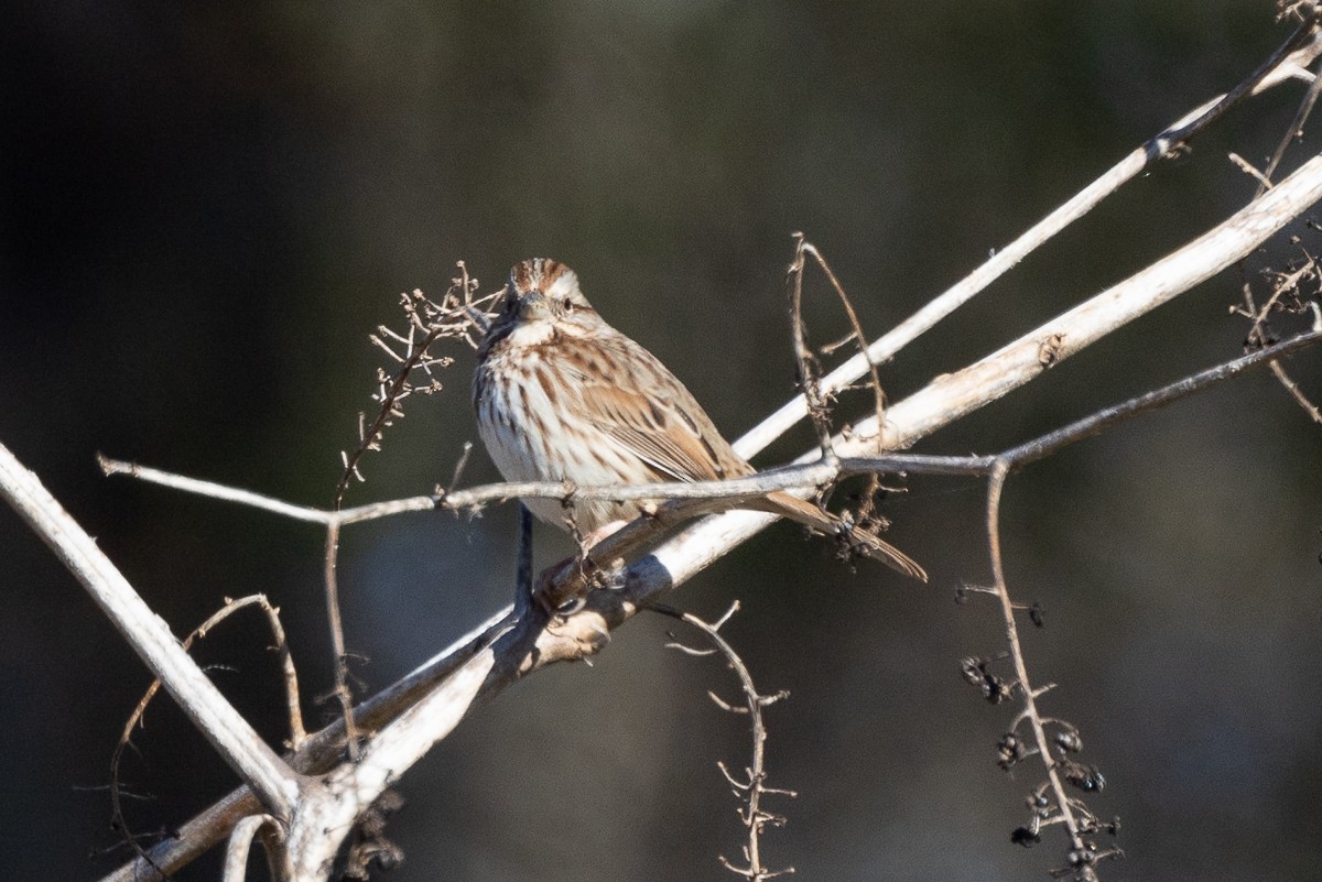 Song Sparrow - ML628097110