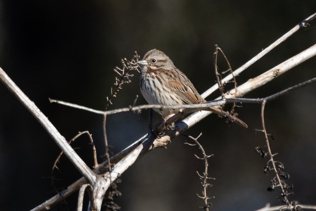 Song Sparrow - ML628097111