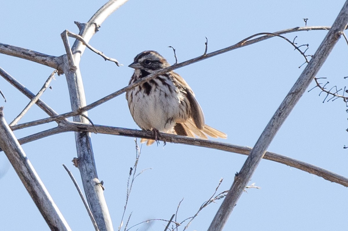 Song Sparrow - ML628097112