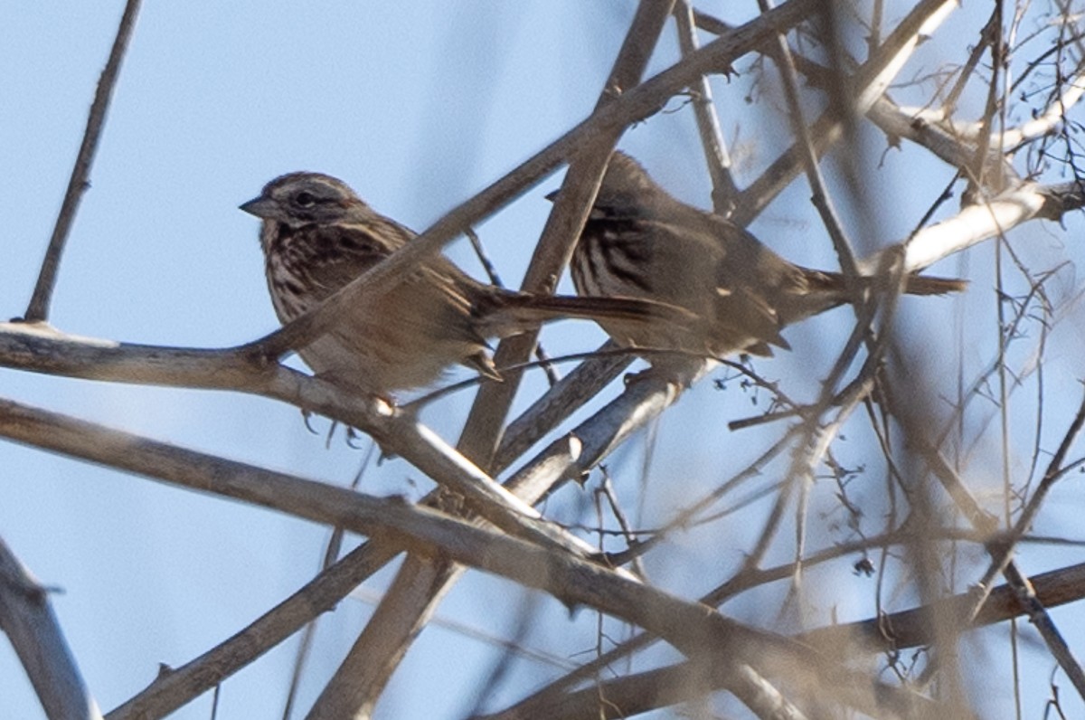 Song Sparrow - ML628097113