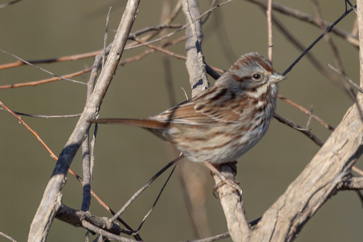 Song Sparrow - ML628097114