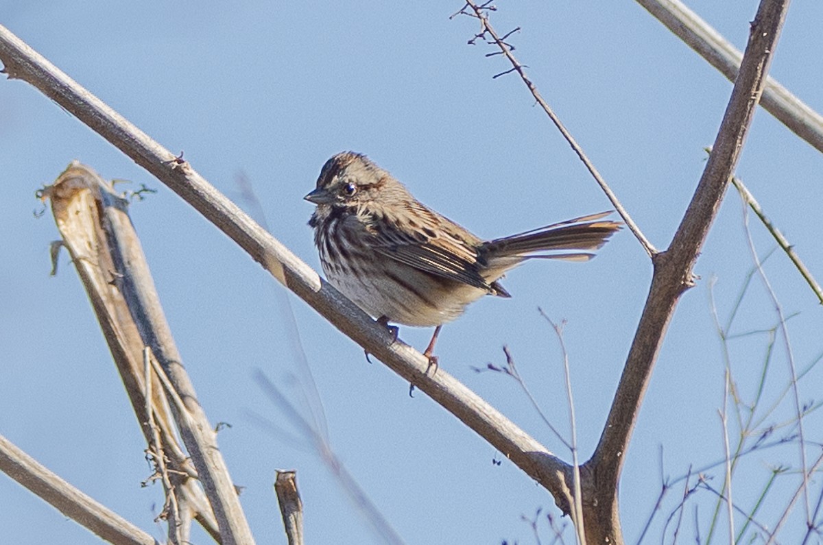 Song Sparrow - ML628097115