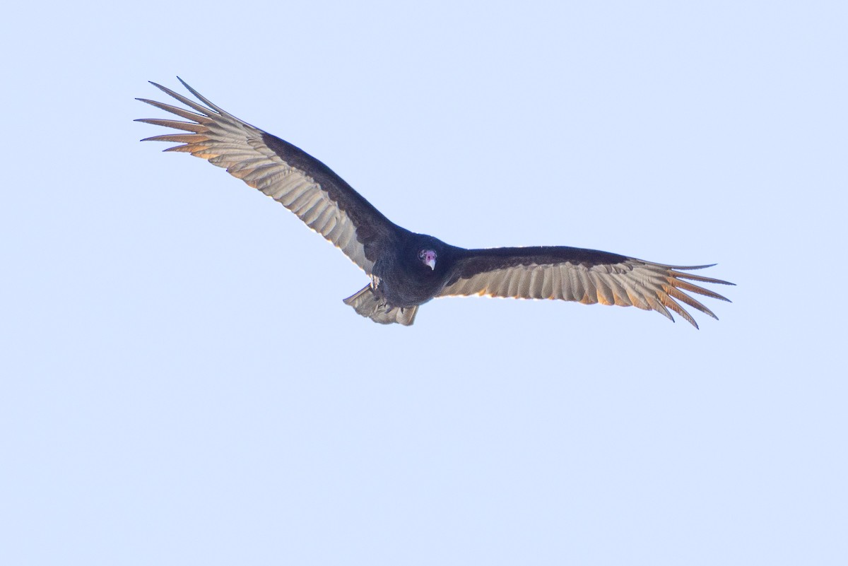 Turkey Vulture - ML628097121