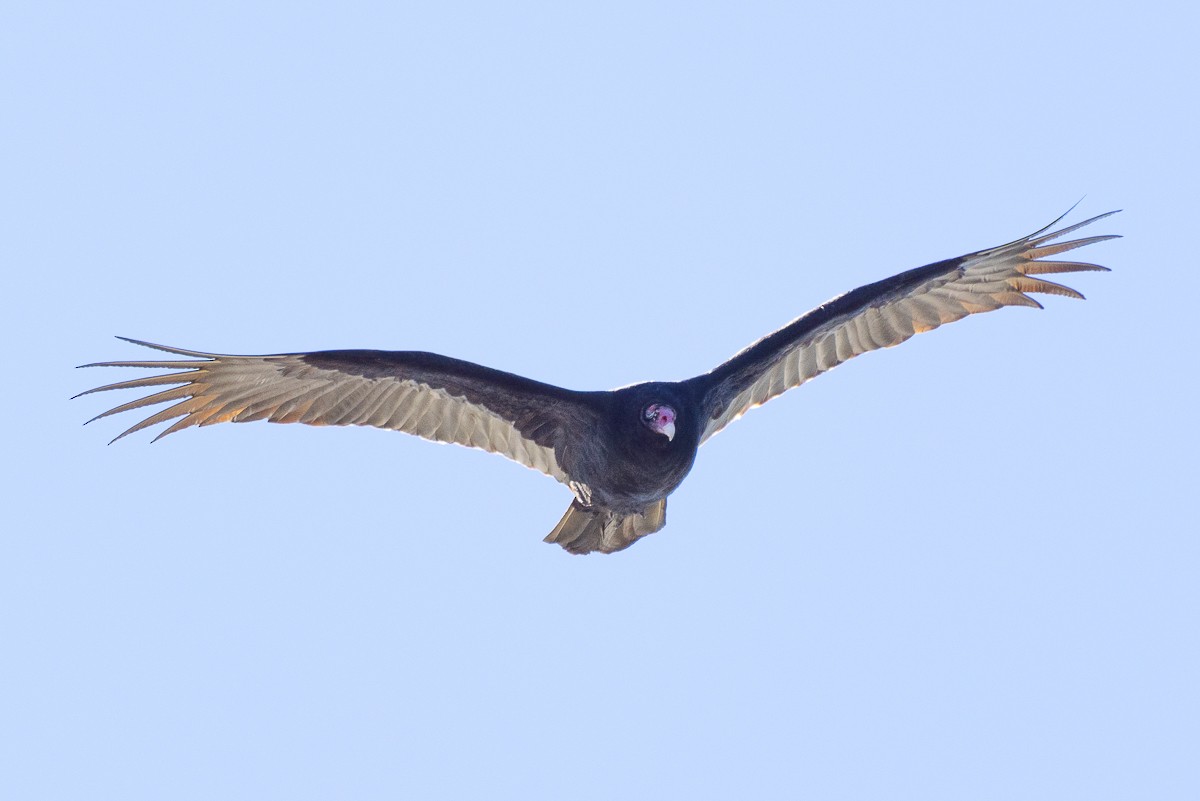 Turkey Vulture - ML628097122