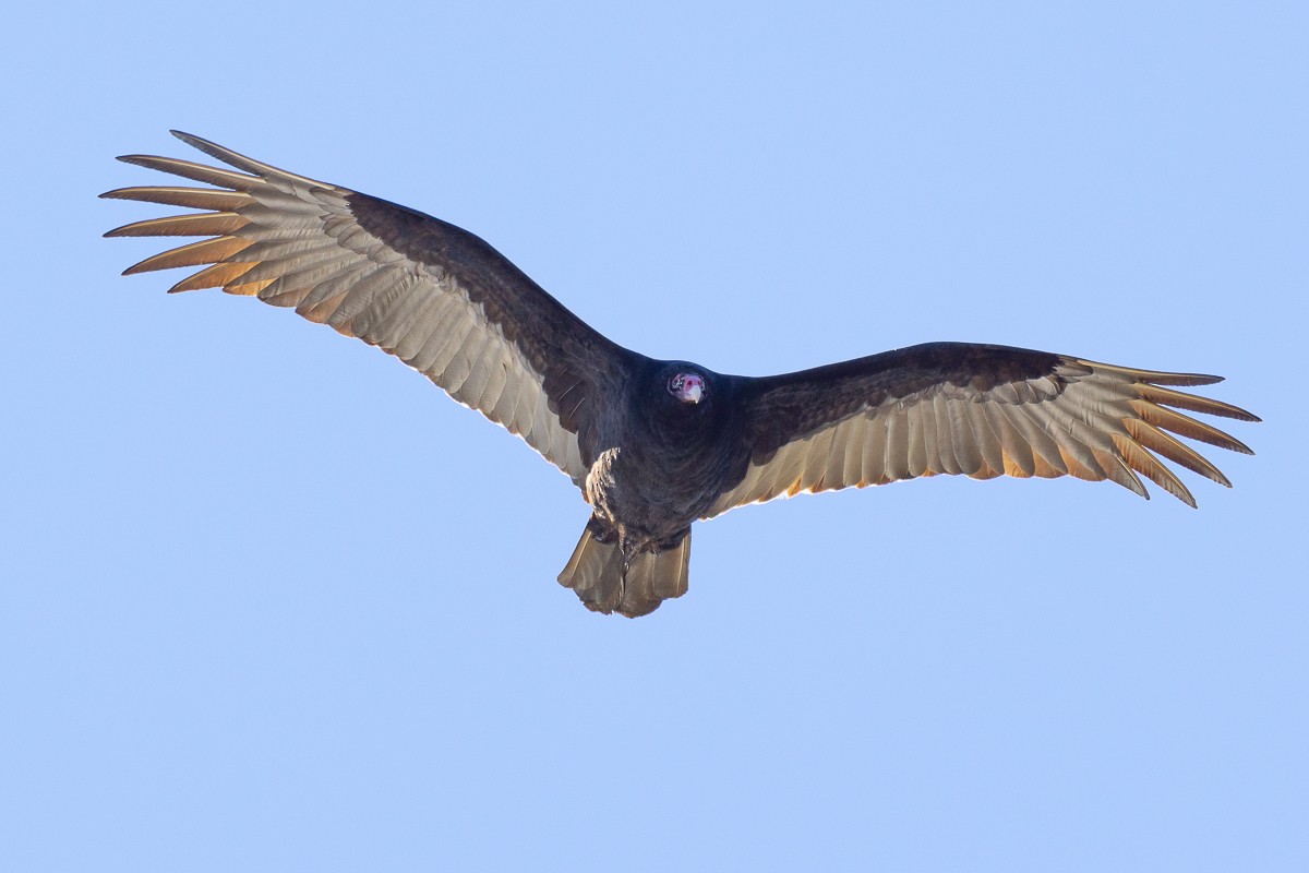 Turkey Vulture - ML628097123