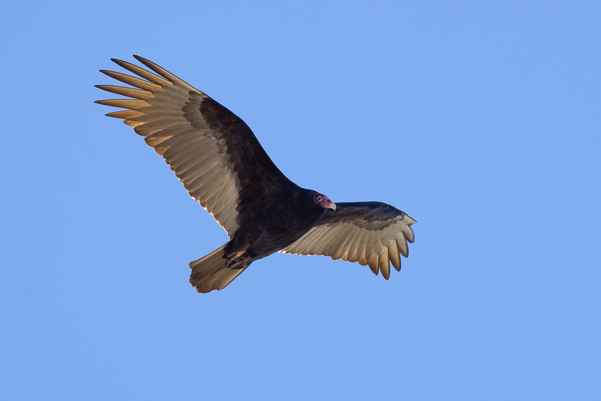 Turkey Vulture - ML628097124