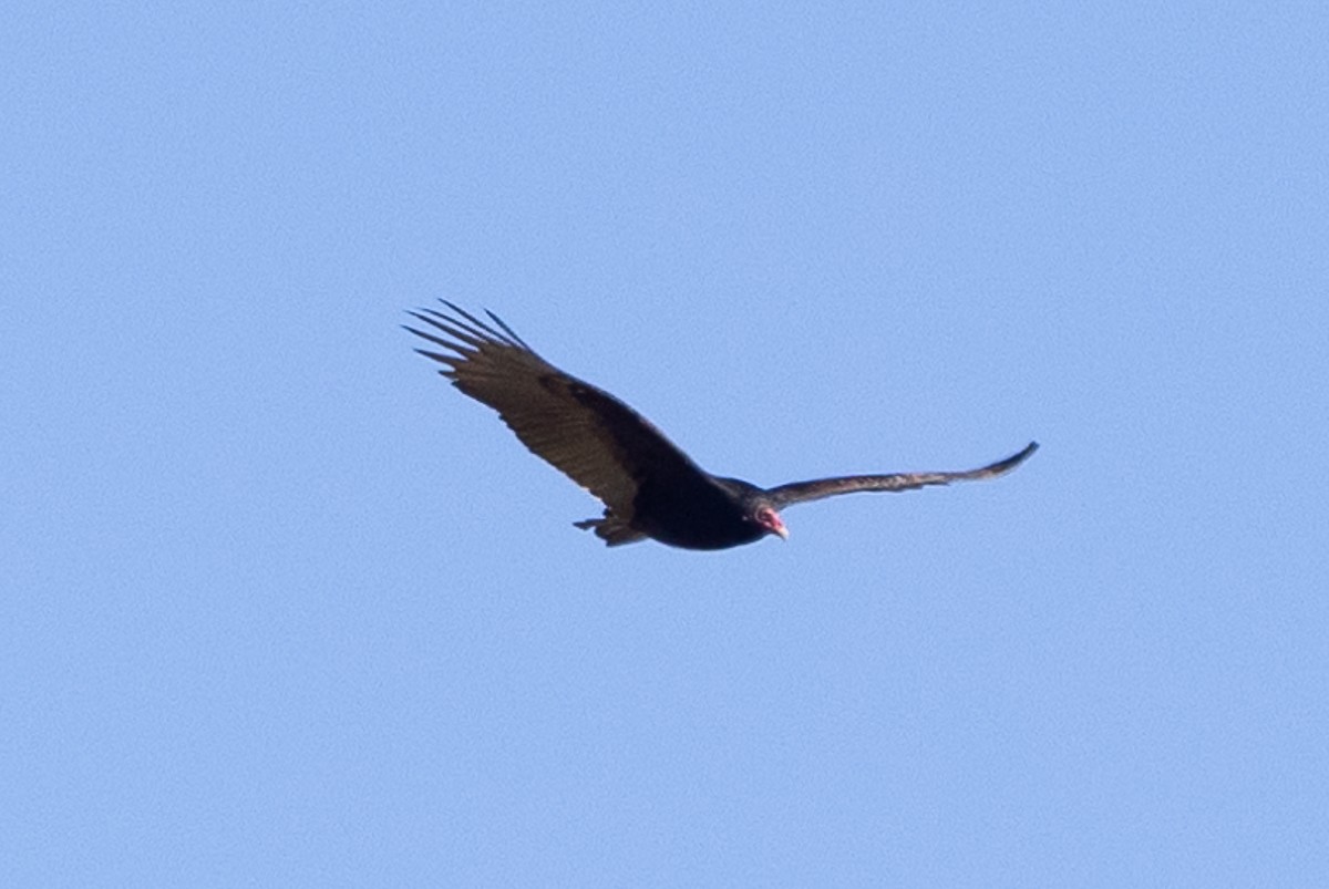 Turkey Vulture - ML628097125