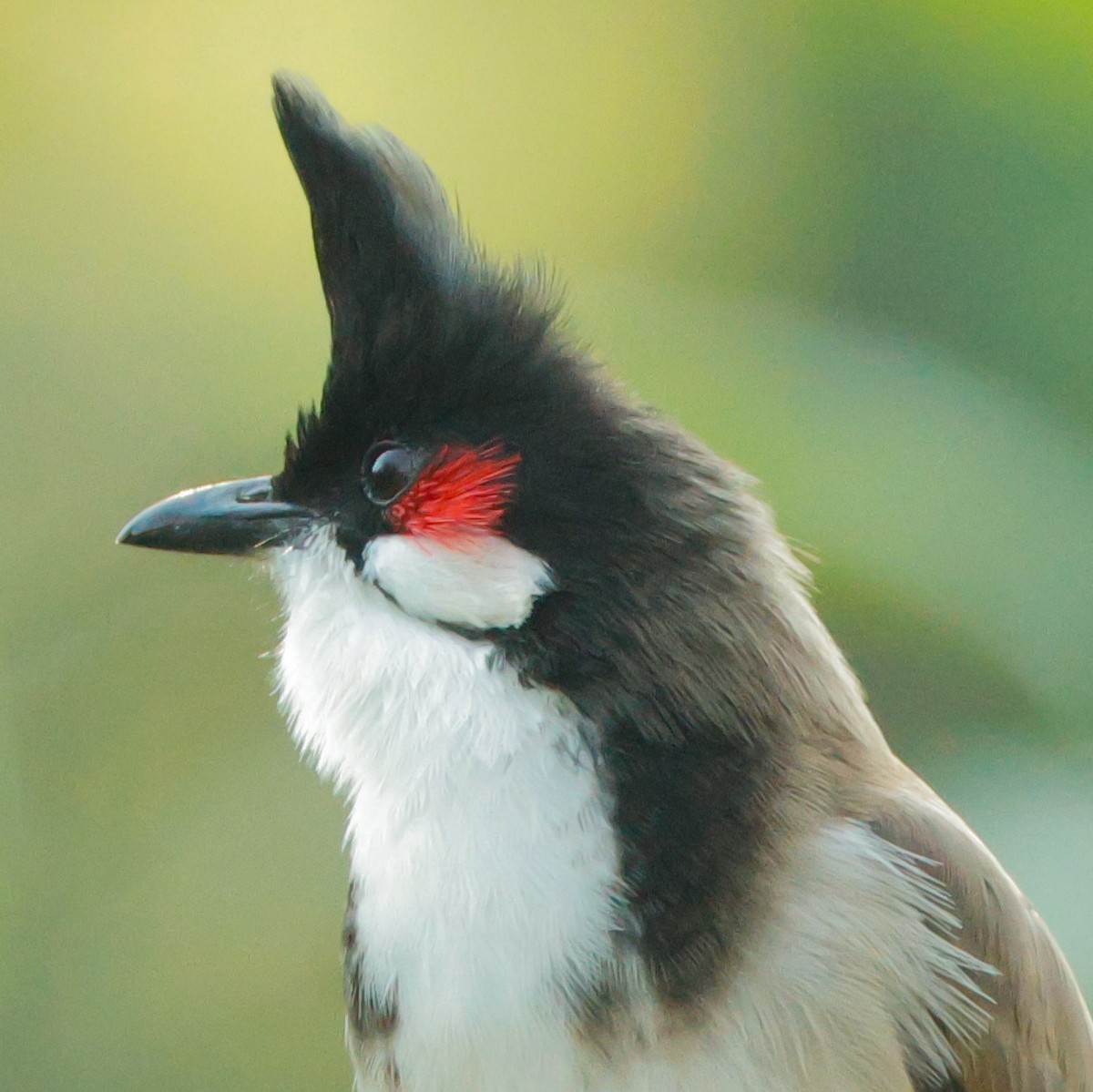 Red-whiskered Bulbul - ML628097140