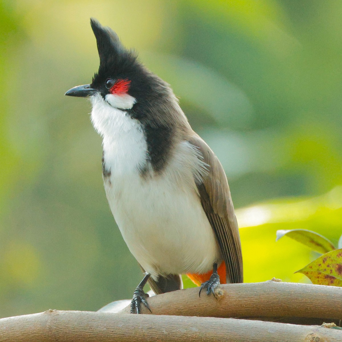 Red-whiskered Bulbul - ML628097141