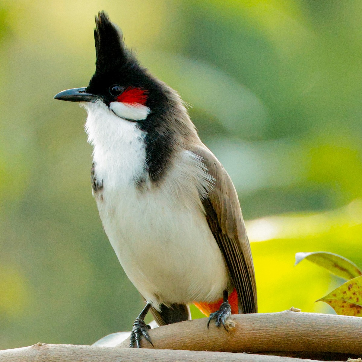 Red-whiskered Bulbul - ML628097142