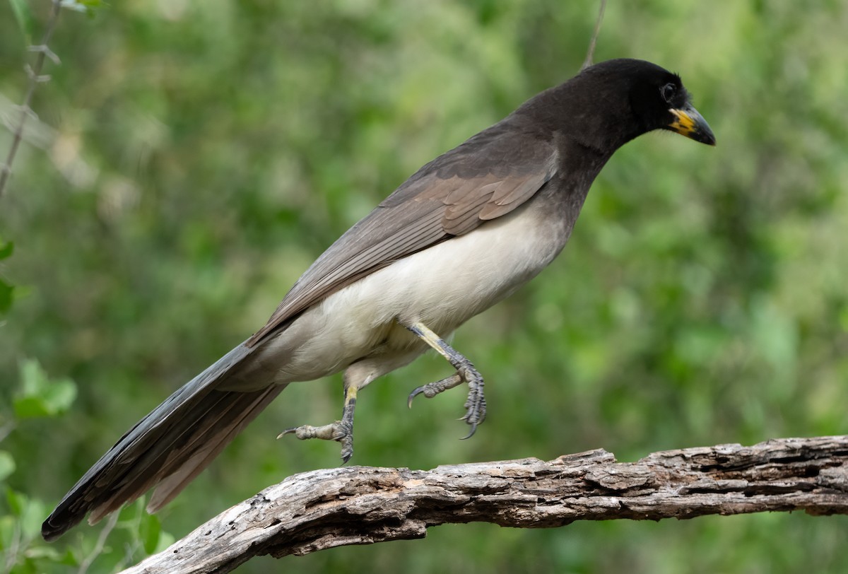 Brown Jay - ML628097191