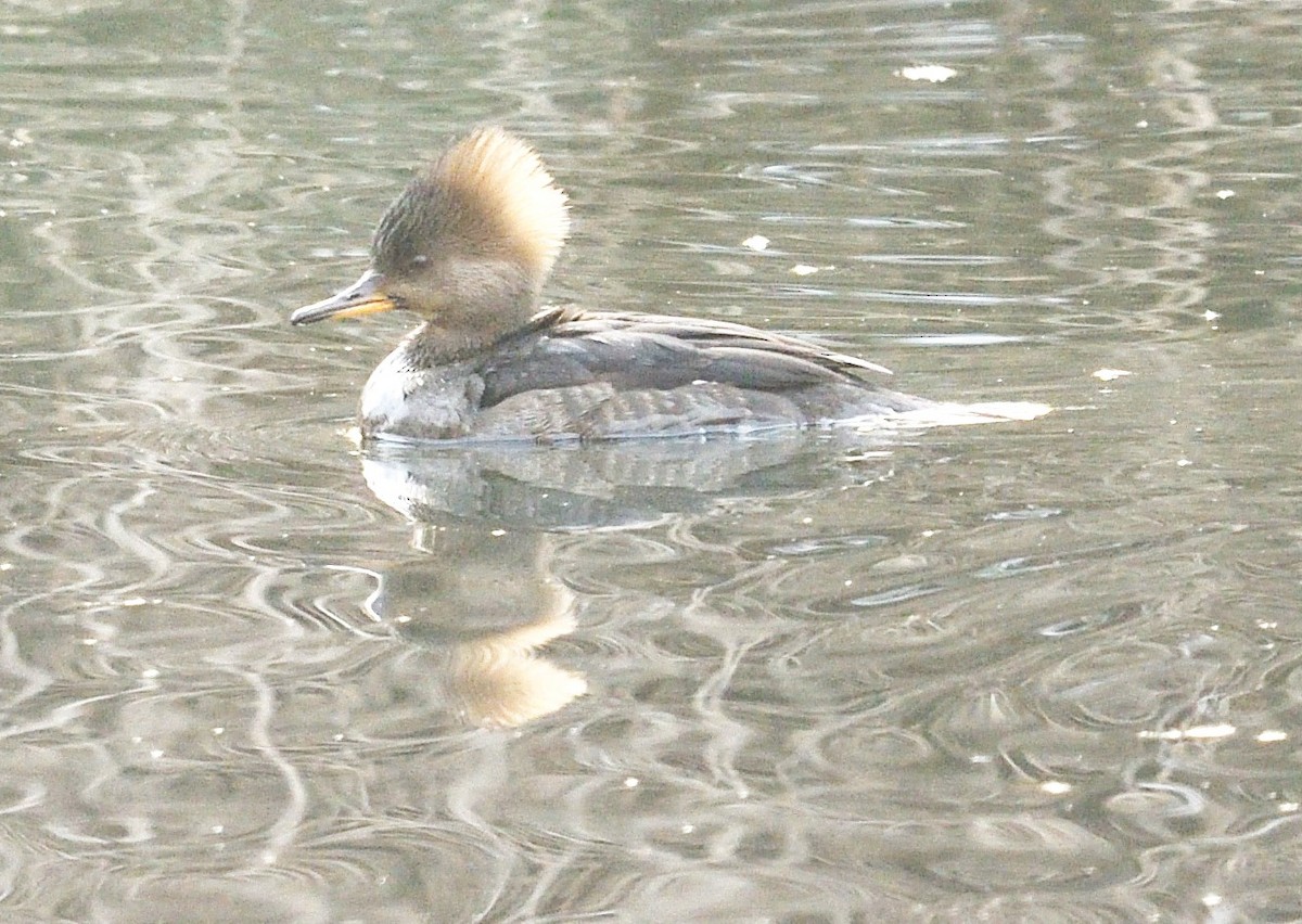 Hooded Merganser - ML628097304