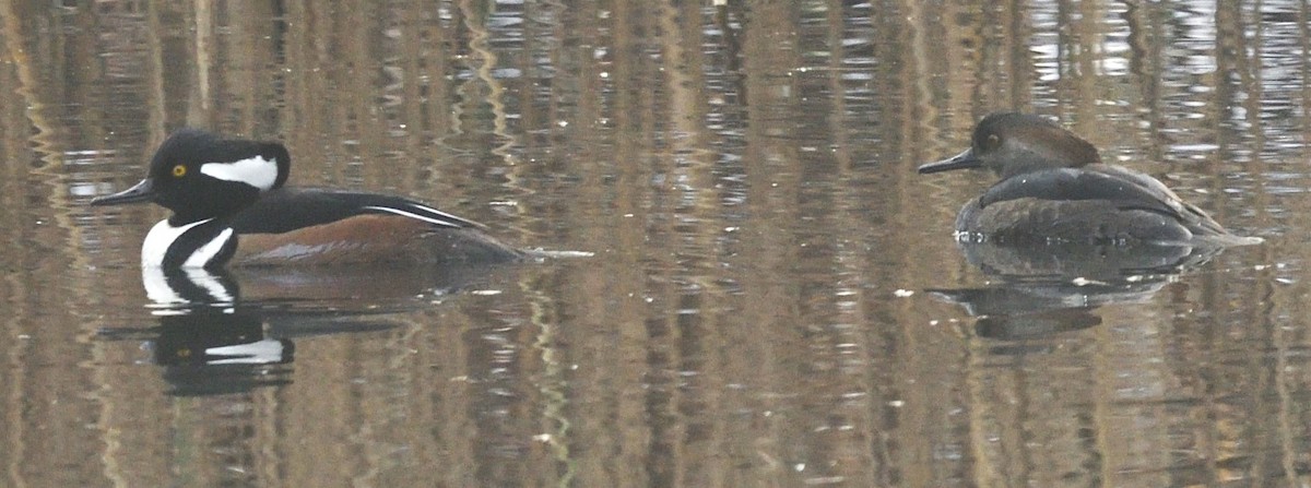 Hooded Merganser - ML628097305
