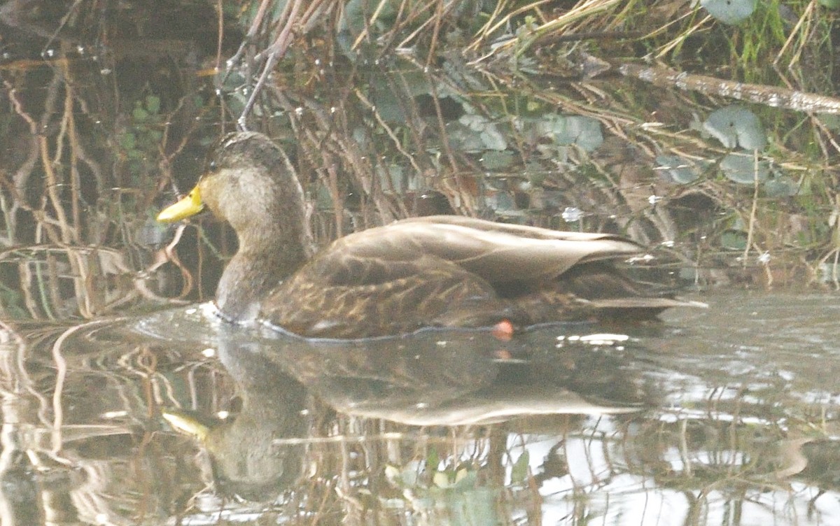 American Black Duck - ML628097316