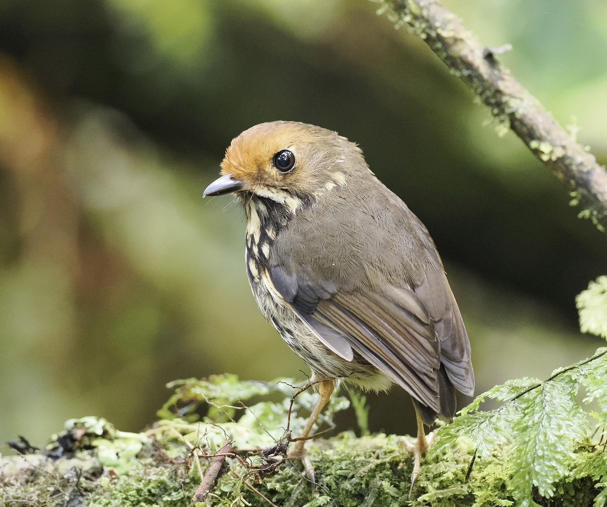 Ochre-fronted Antpitta - ML628097324