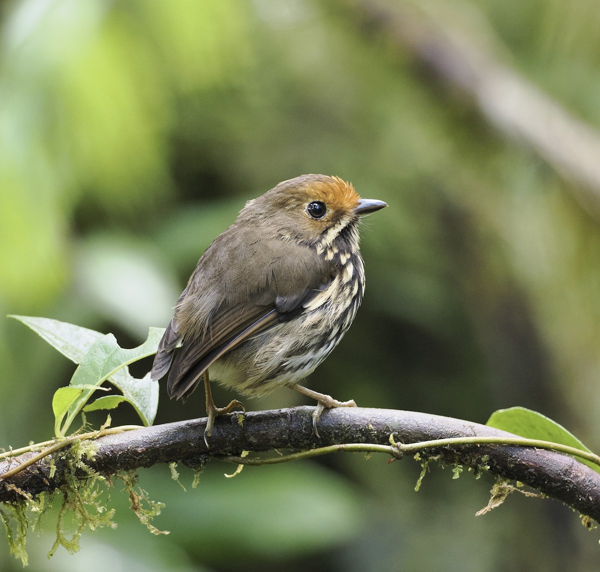 Ochre-fronted Antpitta - ML628097326