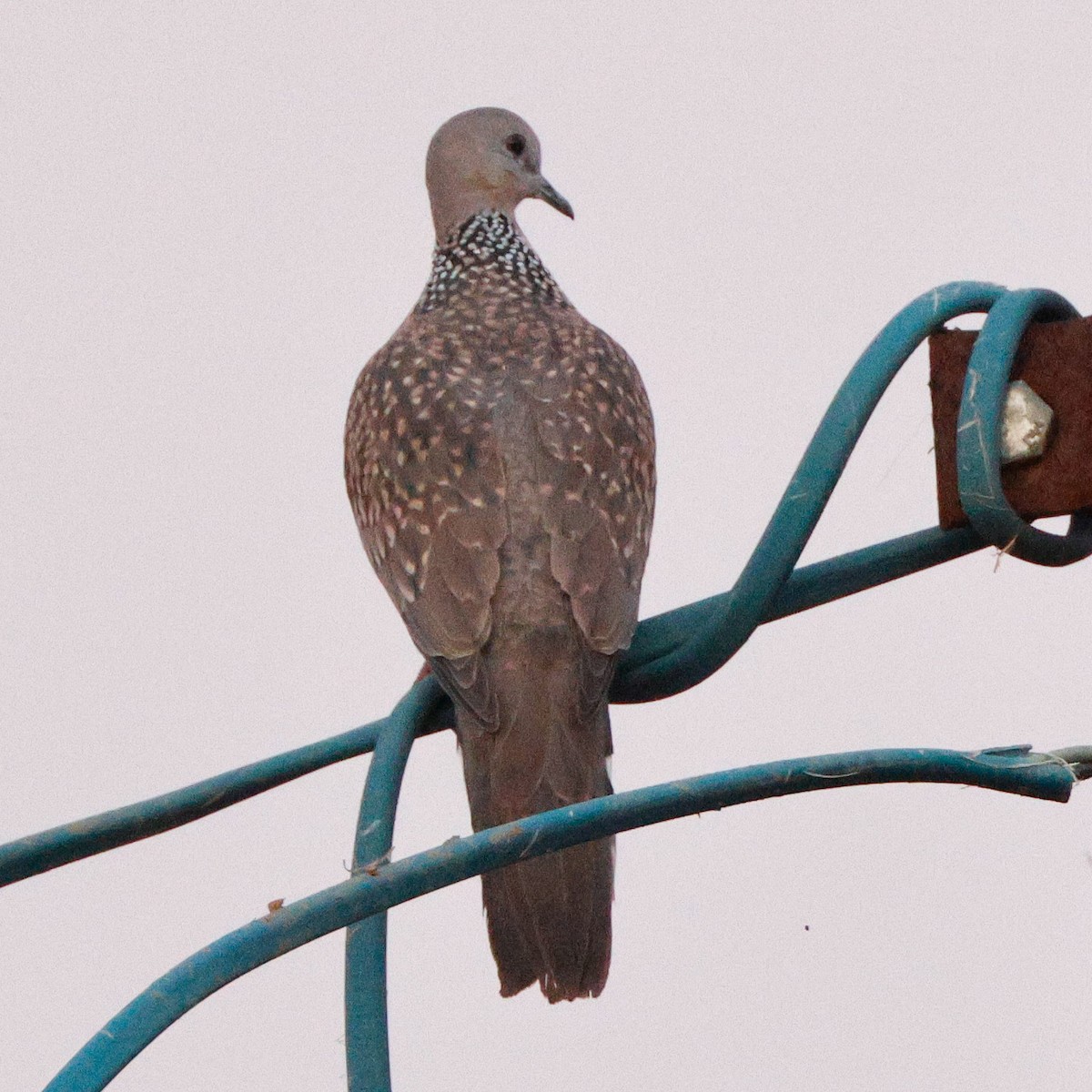 Spotted Dove - ML628097371