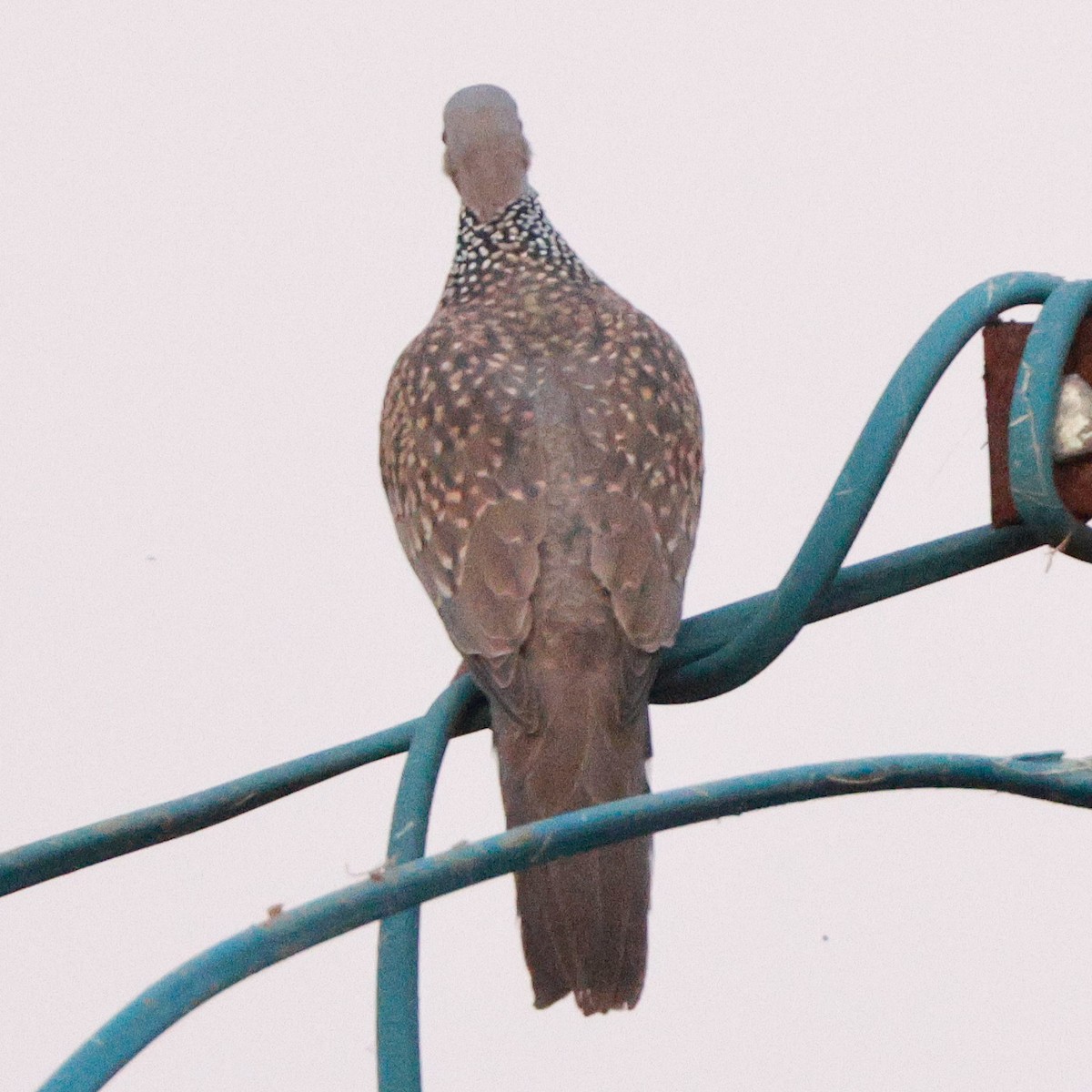 Spotted Dove - ML628097372