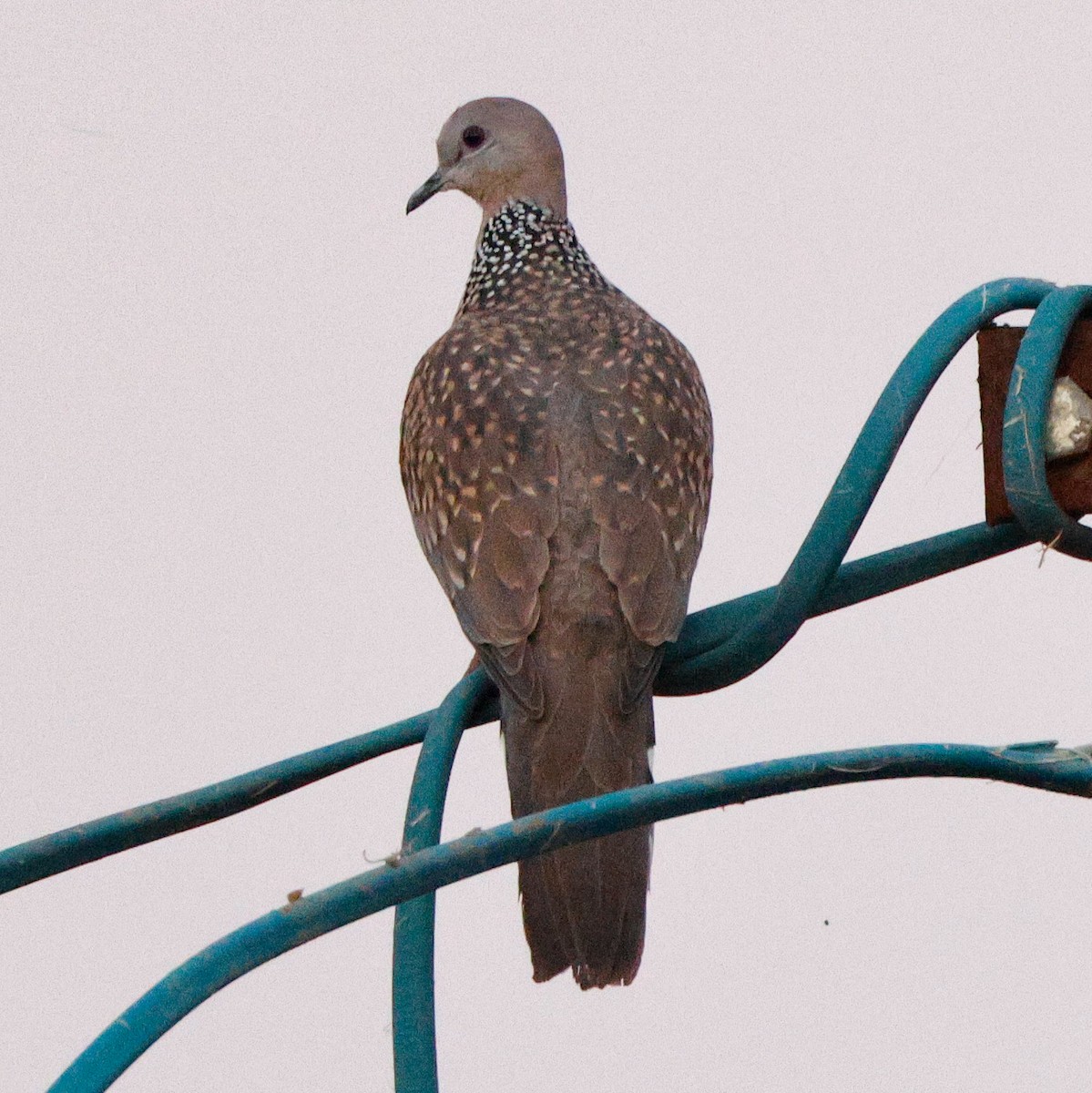 Spotted Dove - ML628097373