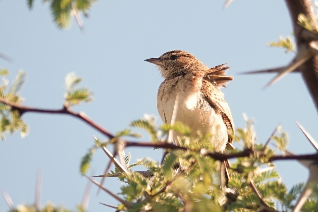 Fawn-colored Lark (Fawn-colored) - ML628097423