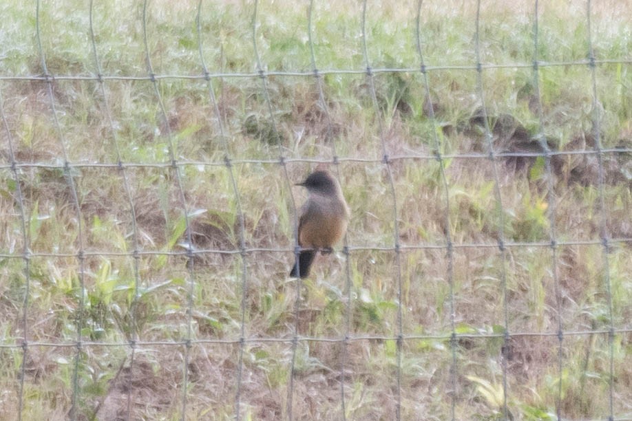 Say's Phoebe - ML628097443
