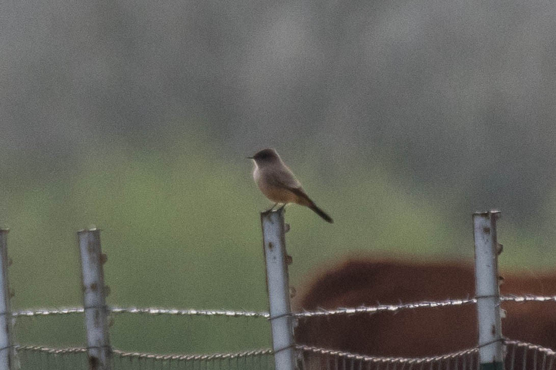 Say's Phoebe - ML628097444