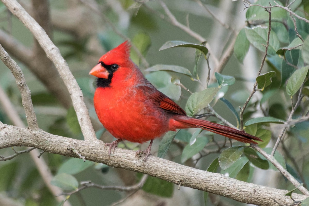 Northern Cardinal - ML628097459