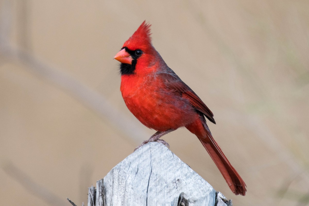 Northern Cardinal - ML628097460