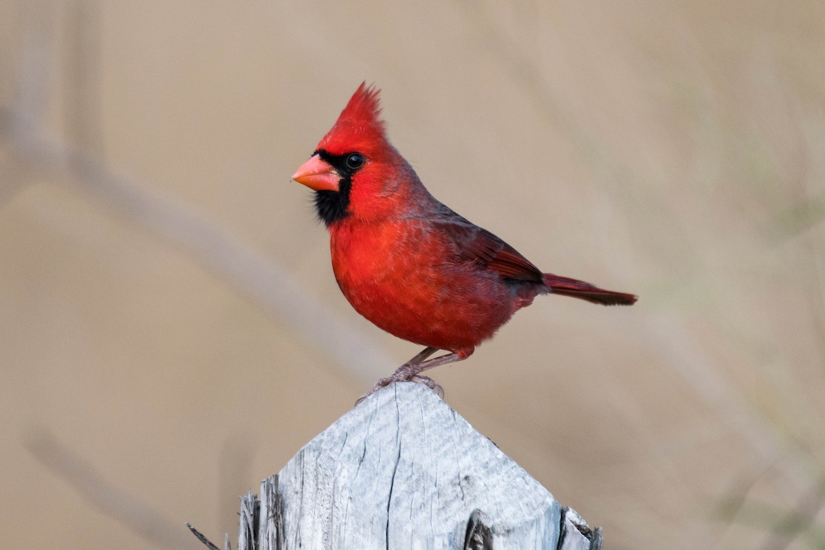 Northern Cardinal - ML628097461