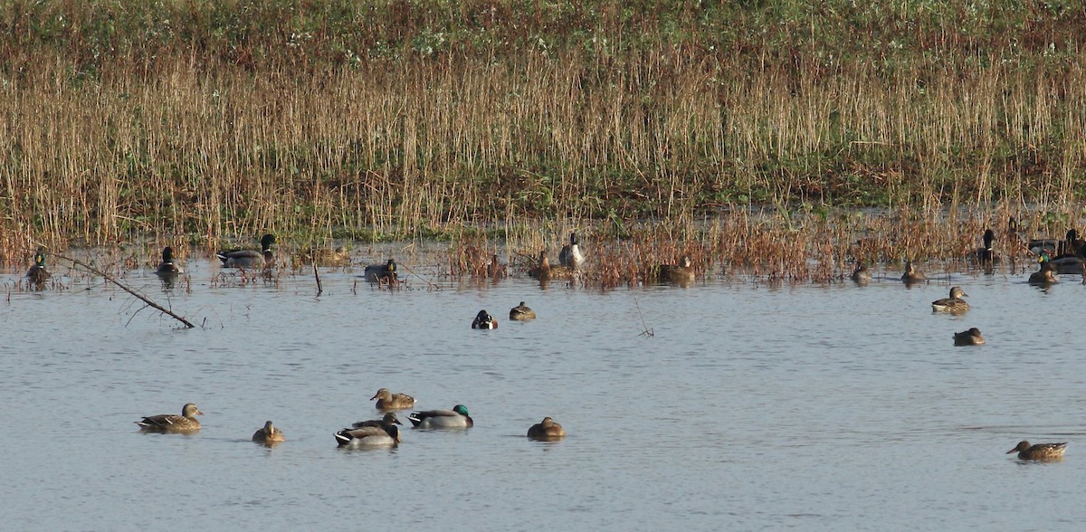 Northern Pintail - ML628097565