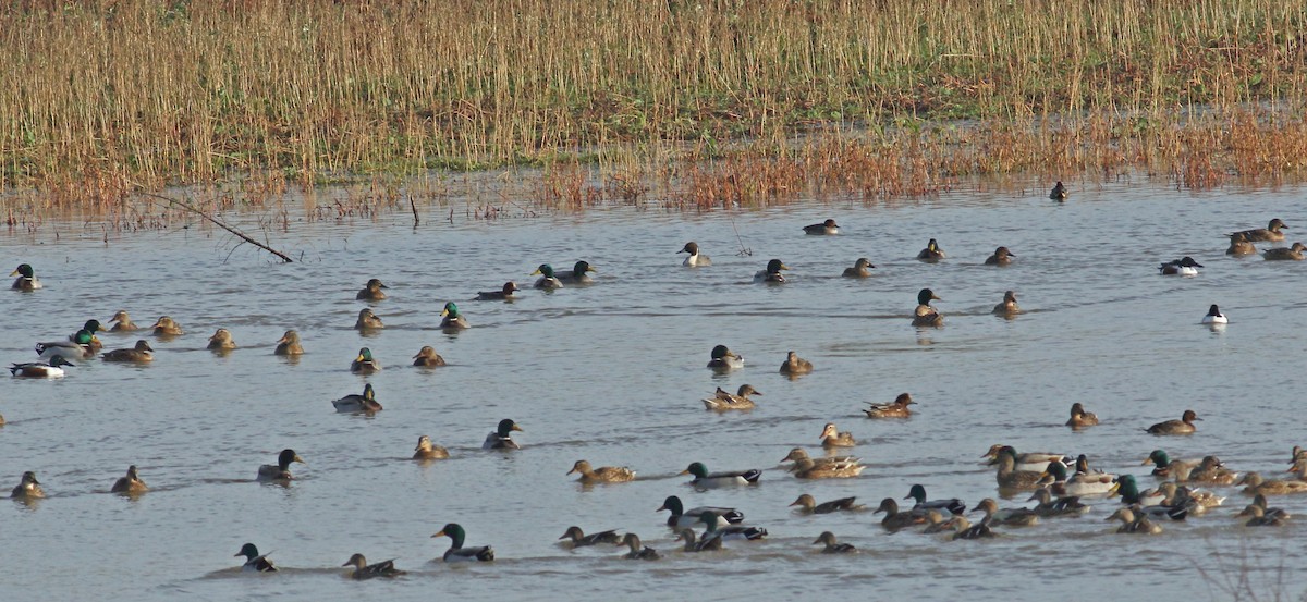 Northern Pintail - ML628097566