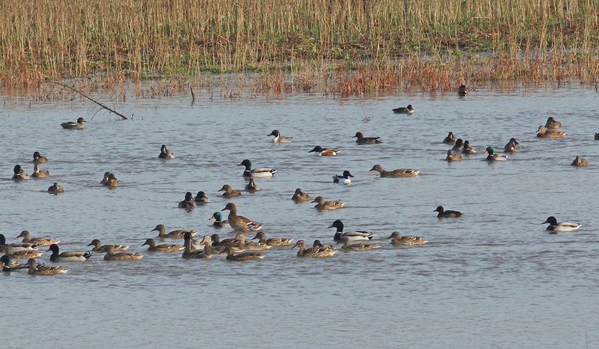 Northern Pintail - ML628097567