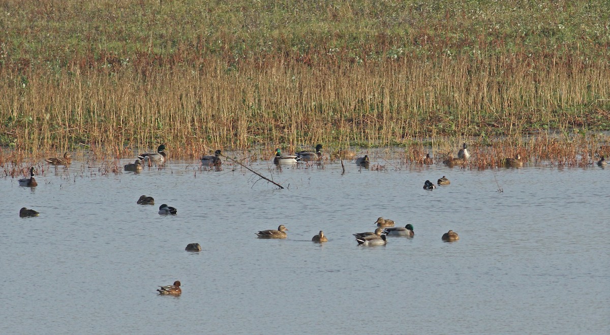 Northern Pintail - ML628097568