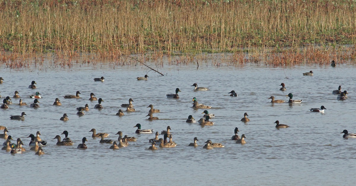 Northern Pintail - ML628097569