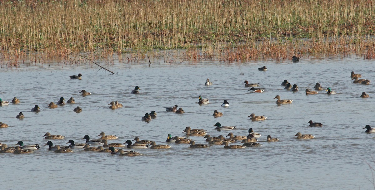 Northern Pintail - ML628097570