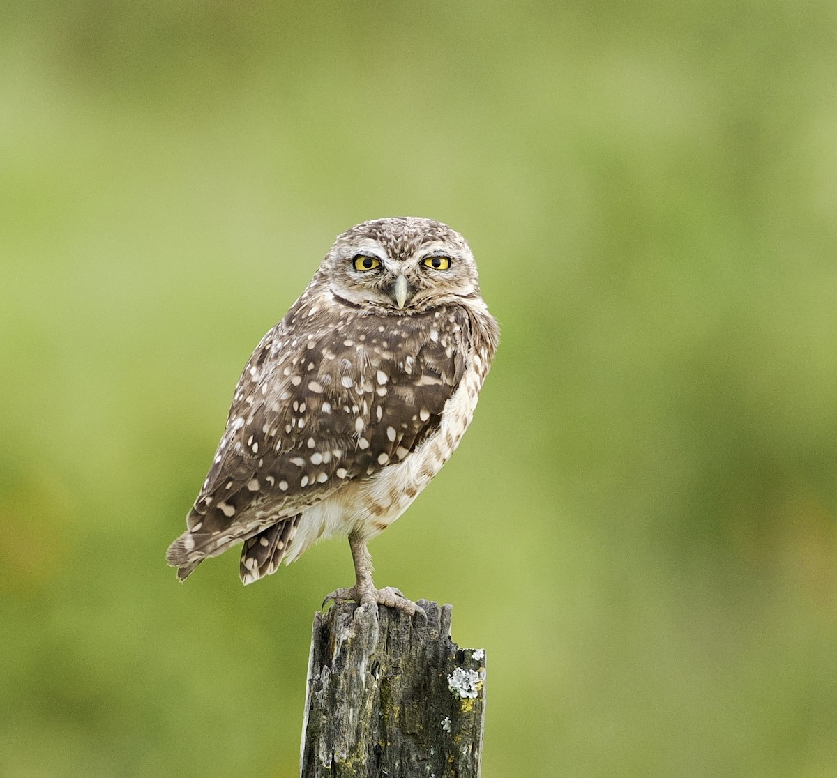 Burrowing Owl - ML628097573