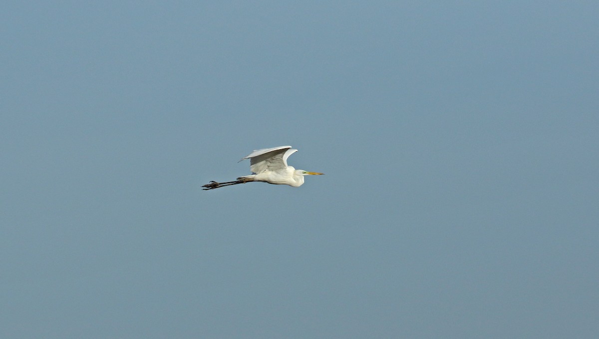 Great Egret - ML628097580