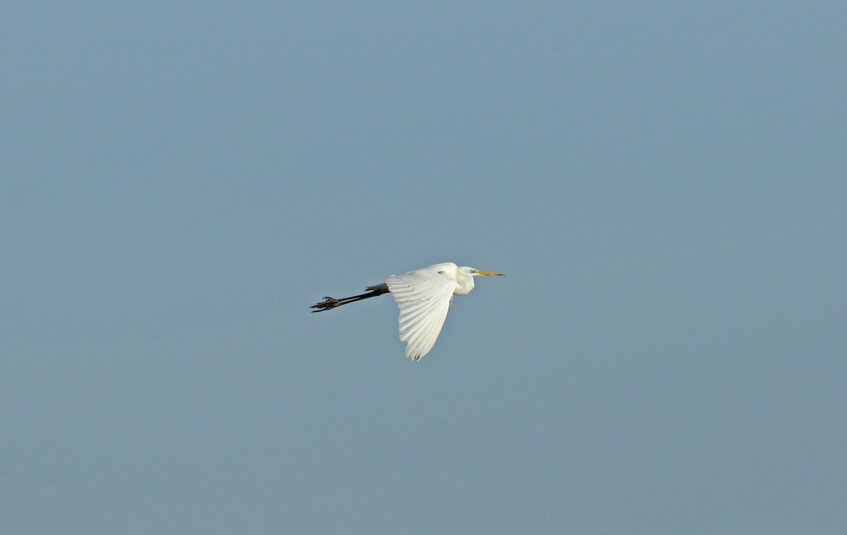 Great Egret - ML628097581