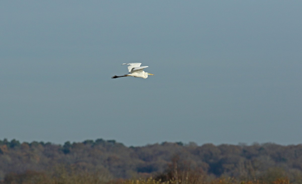 Great Egret - ML628097582