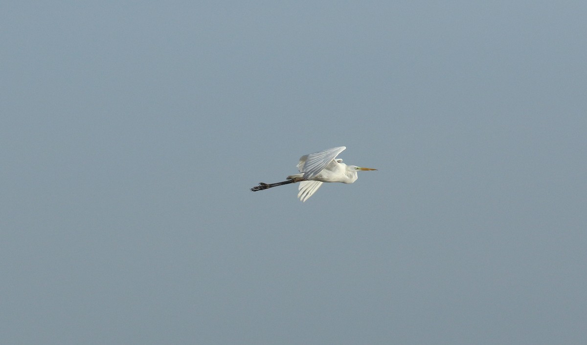 Great Egret - ML628097583